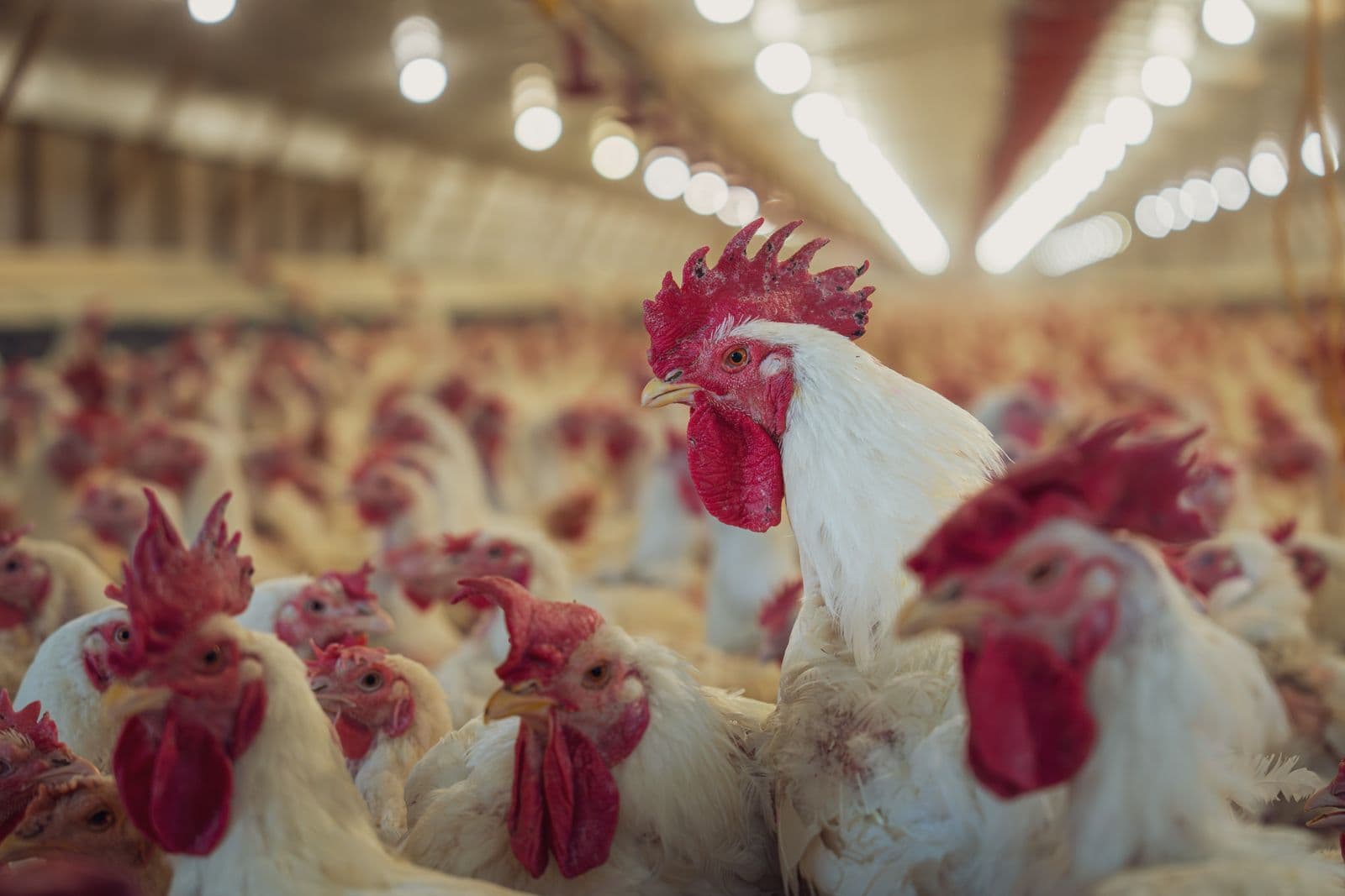 White broiler chickens inside a poultry shed
