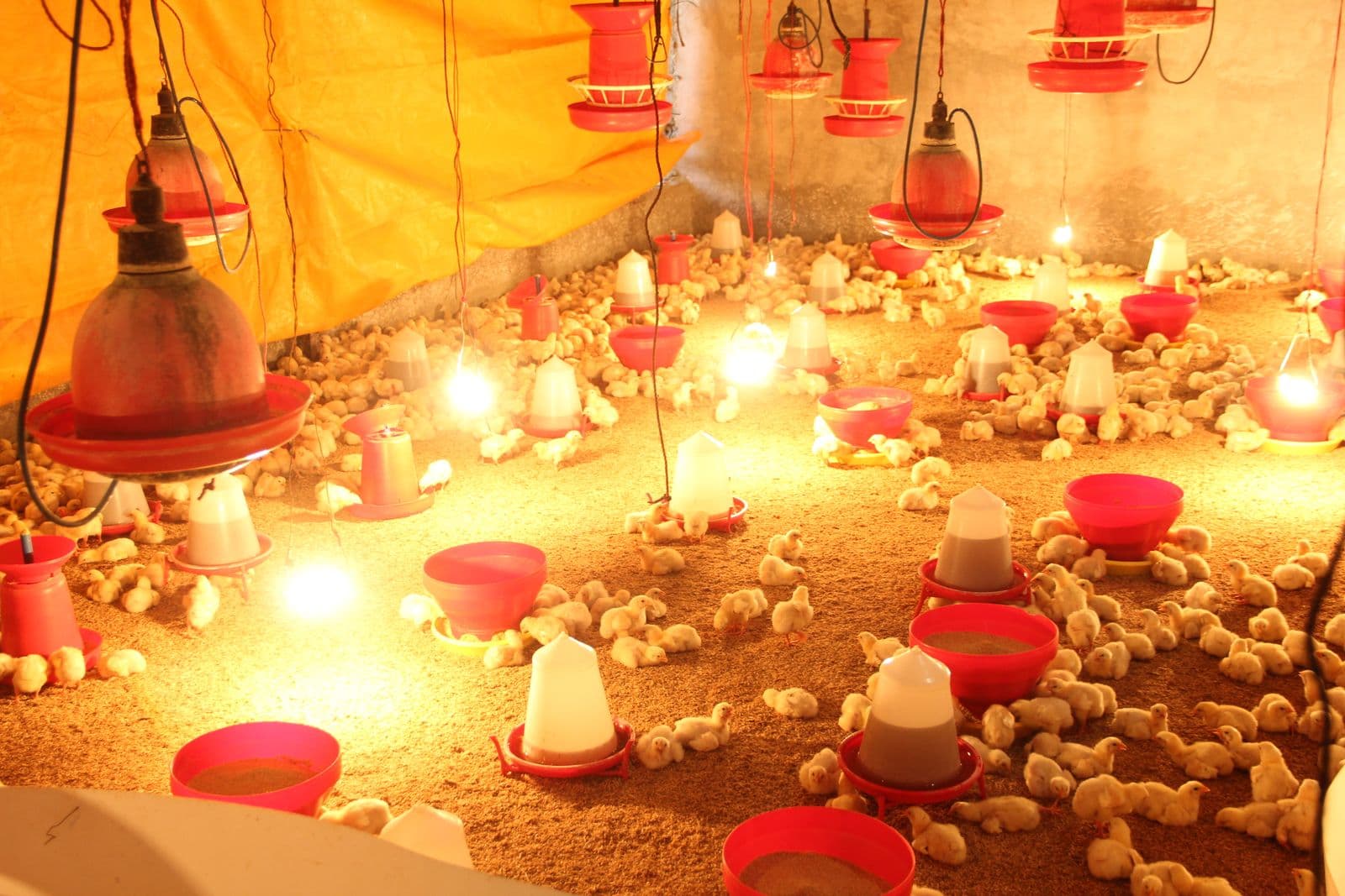 Day-old chicks under brooding light