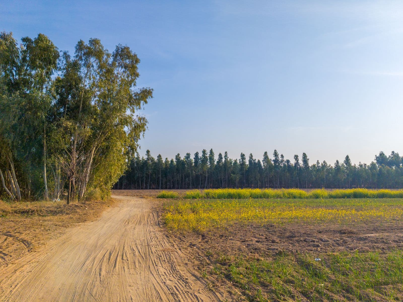 Green farmland in Punjab, Pakistan