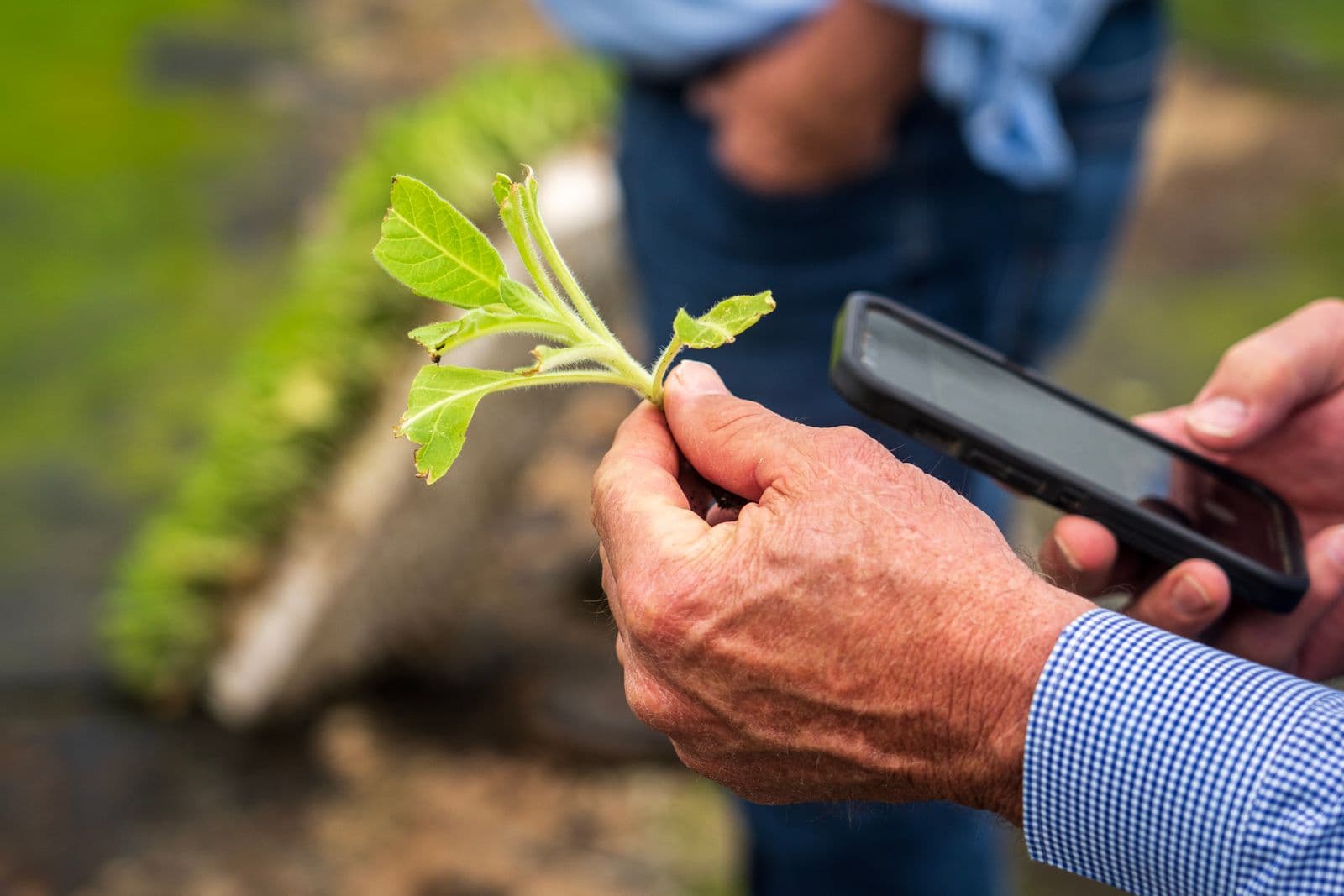 Farmer checking the PoultryFast app on a phone